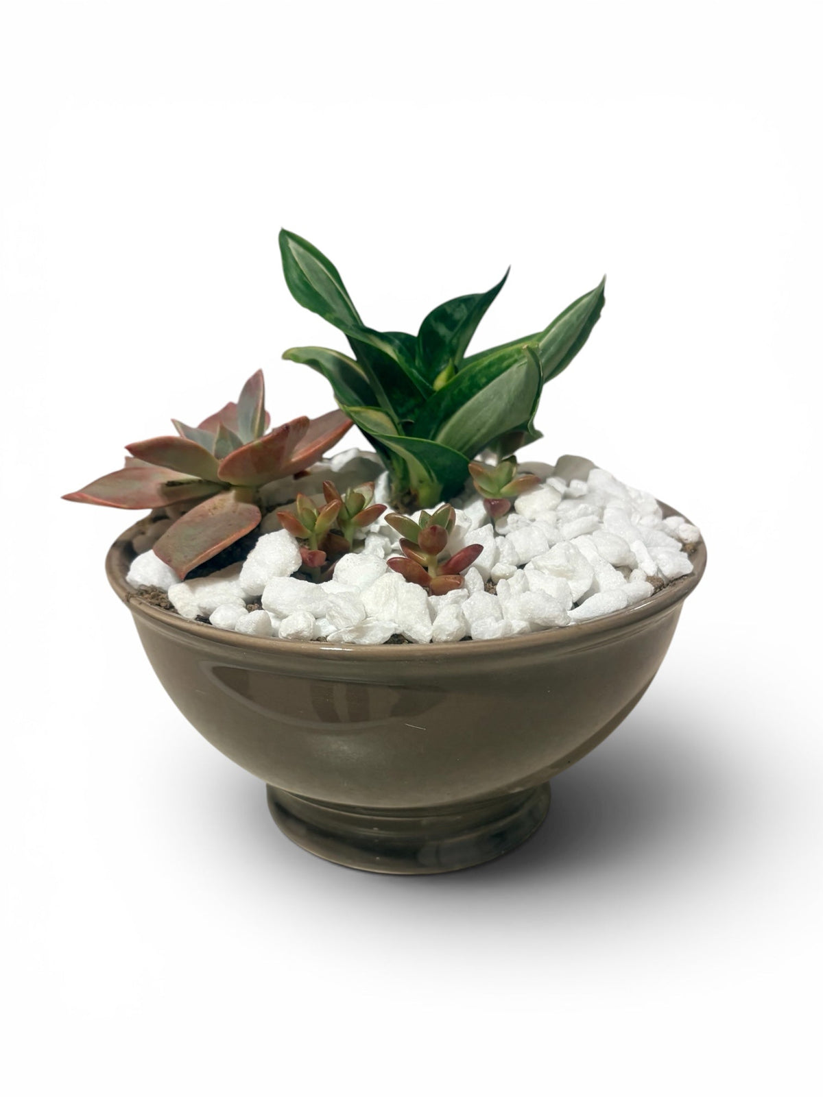 Succulents - Easy Care Plants
