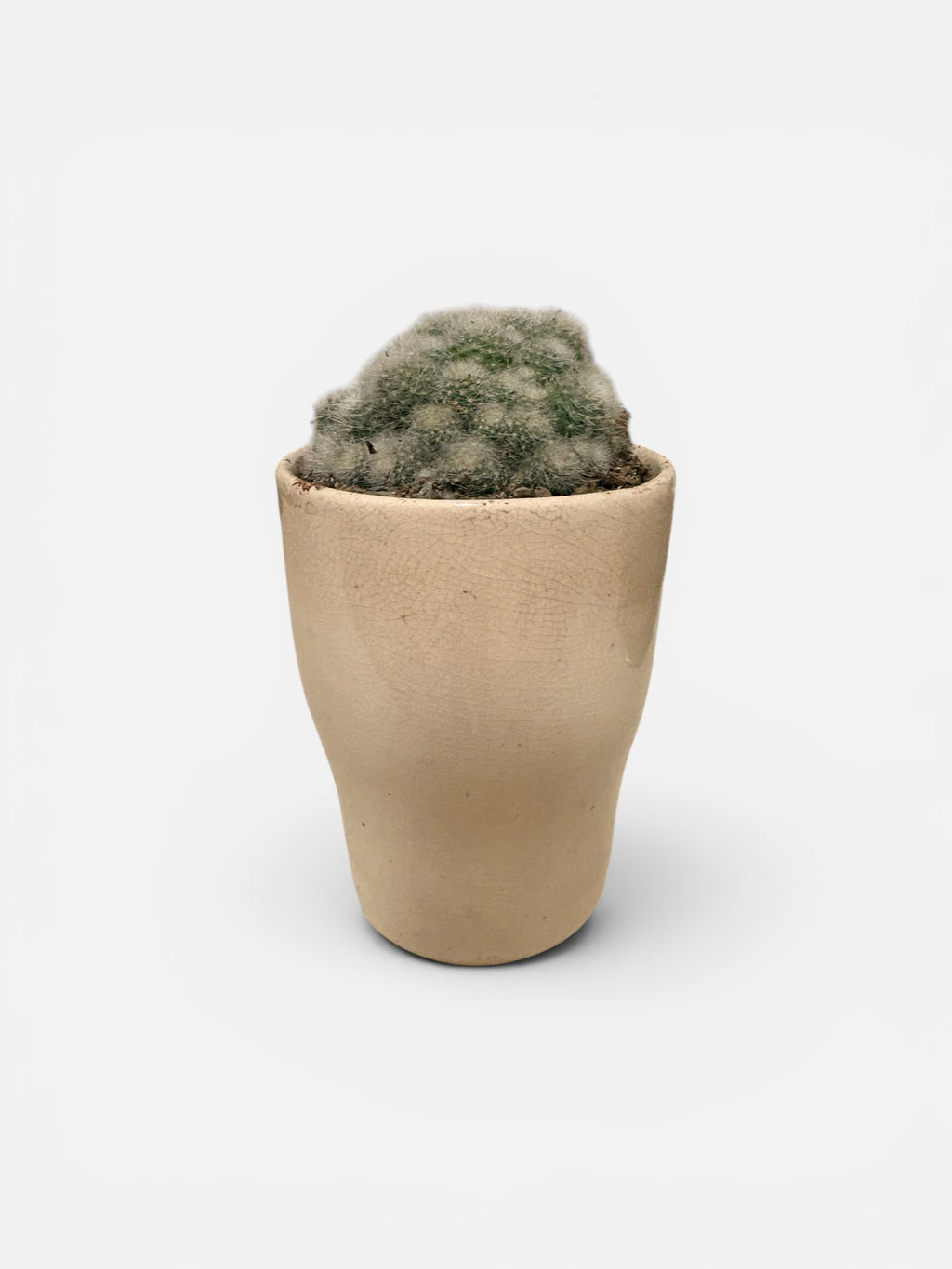 Cactus in Ceramic Pot
