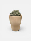 Cactus in Ceramic Pot