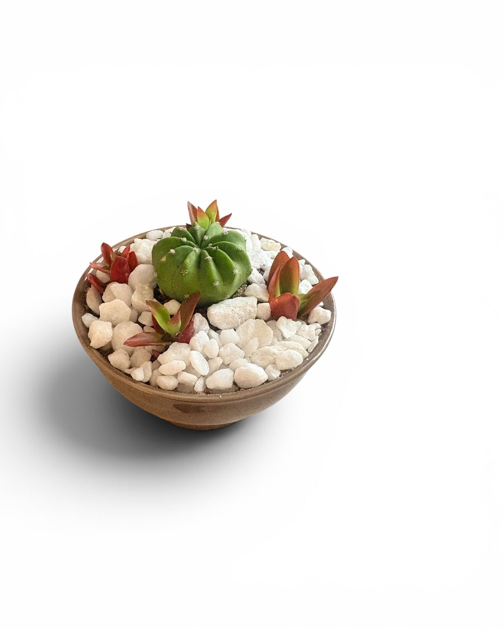Succulent Dessert in Ceramic Pot