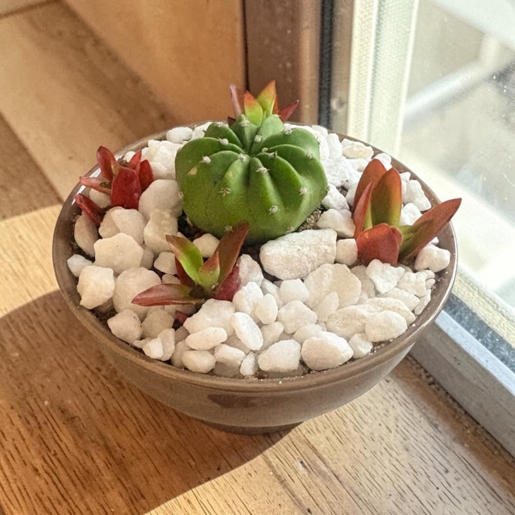 Succulent Dessert in Ceramic Pot