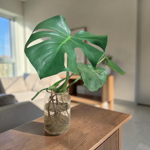 Hydroponic Monstera In Glass Jar