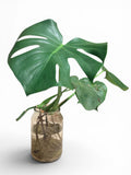Hydroponic Monstera In Glass Jar