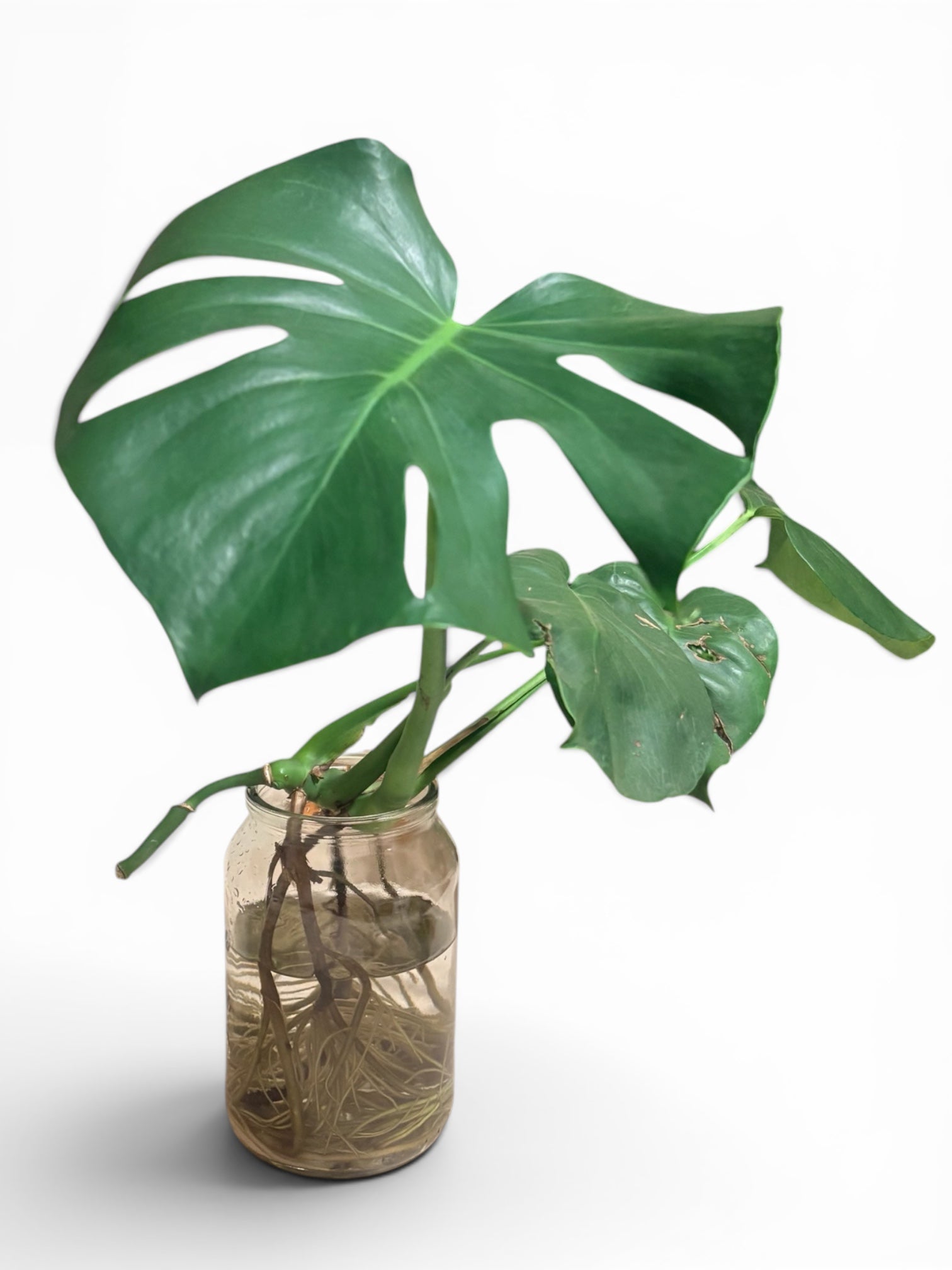 Hydroponic Monstera In Glass Jar