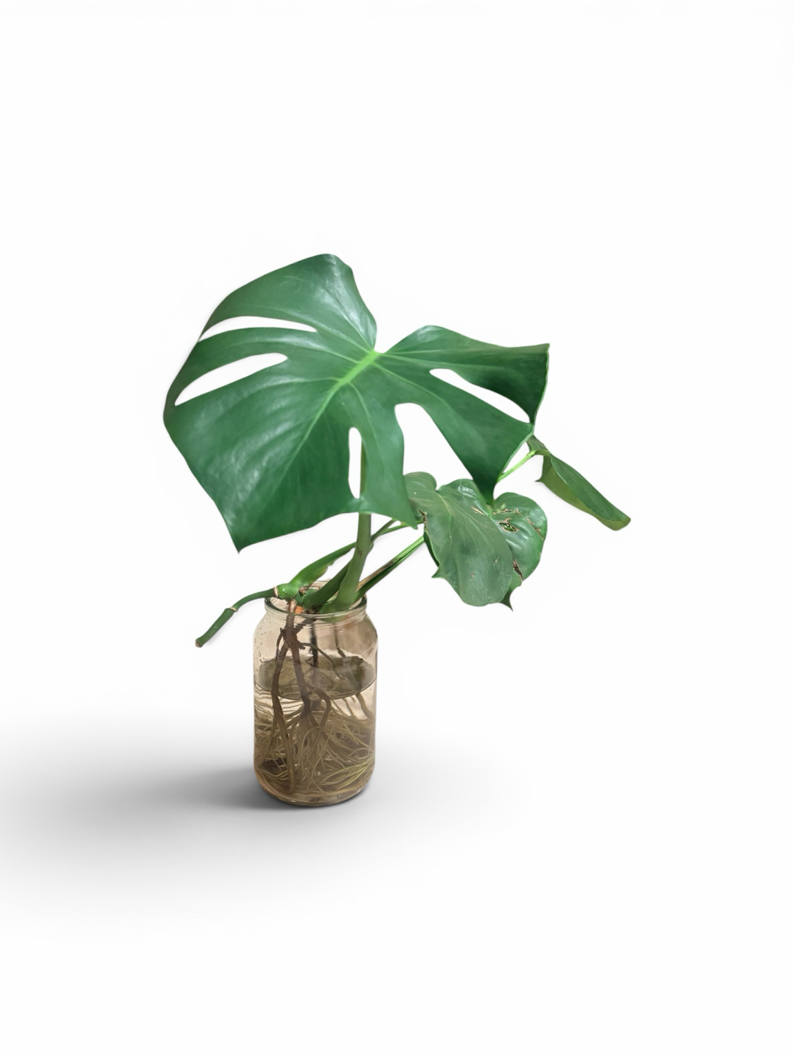 Hydroponic Monstera In Glass Jar