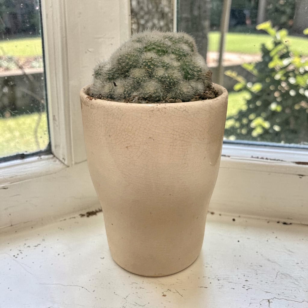 Cactus in Ceramic Pot