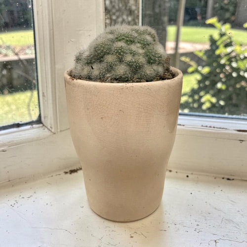 Cactus in Ceramic Pot