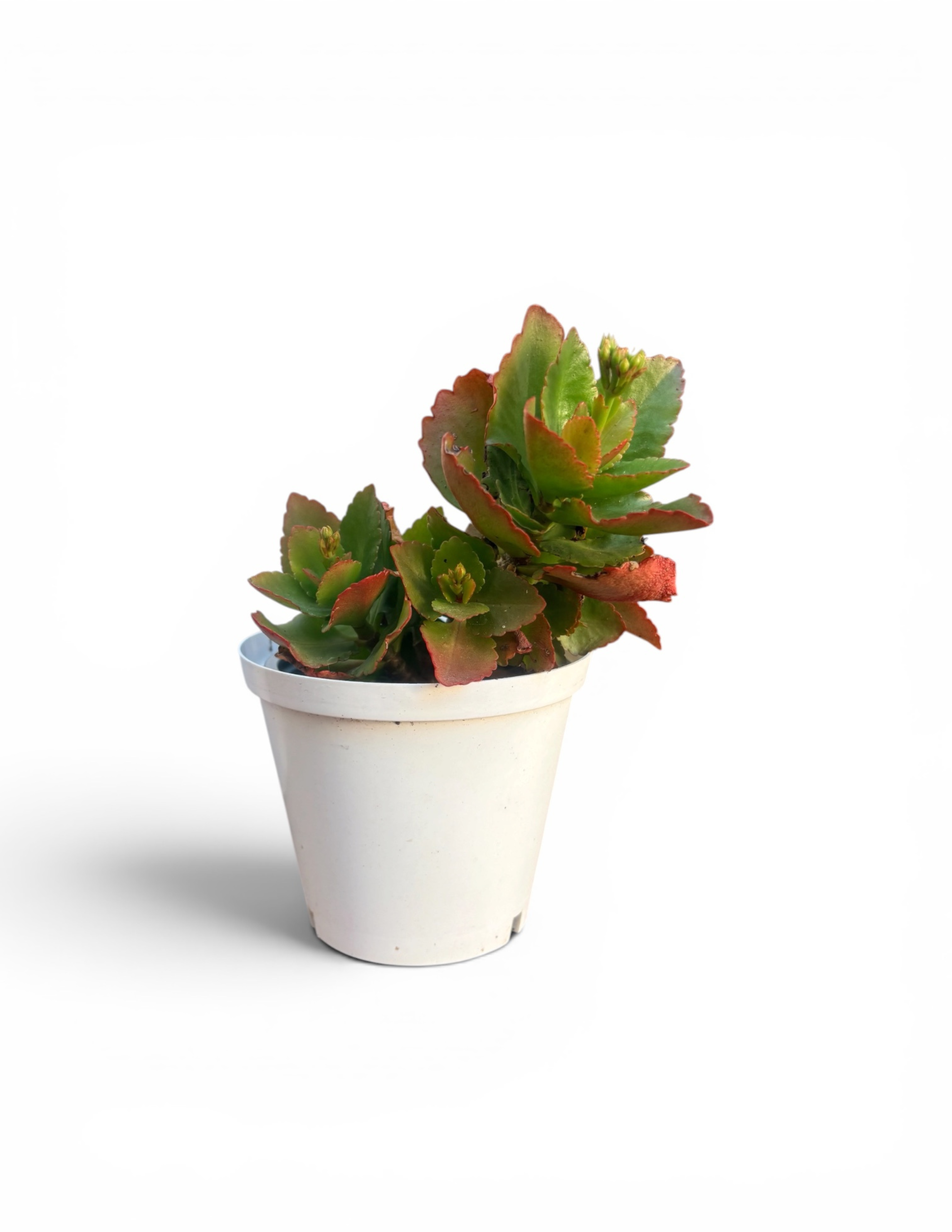 Kalanchoe Succulent | Low-Maintenance Indoor Plant