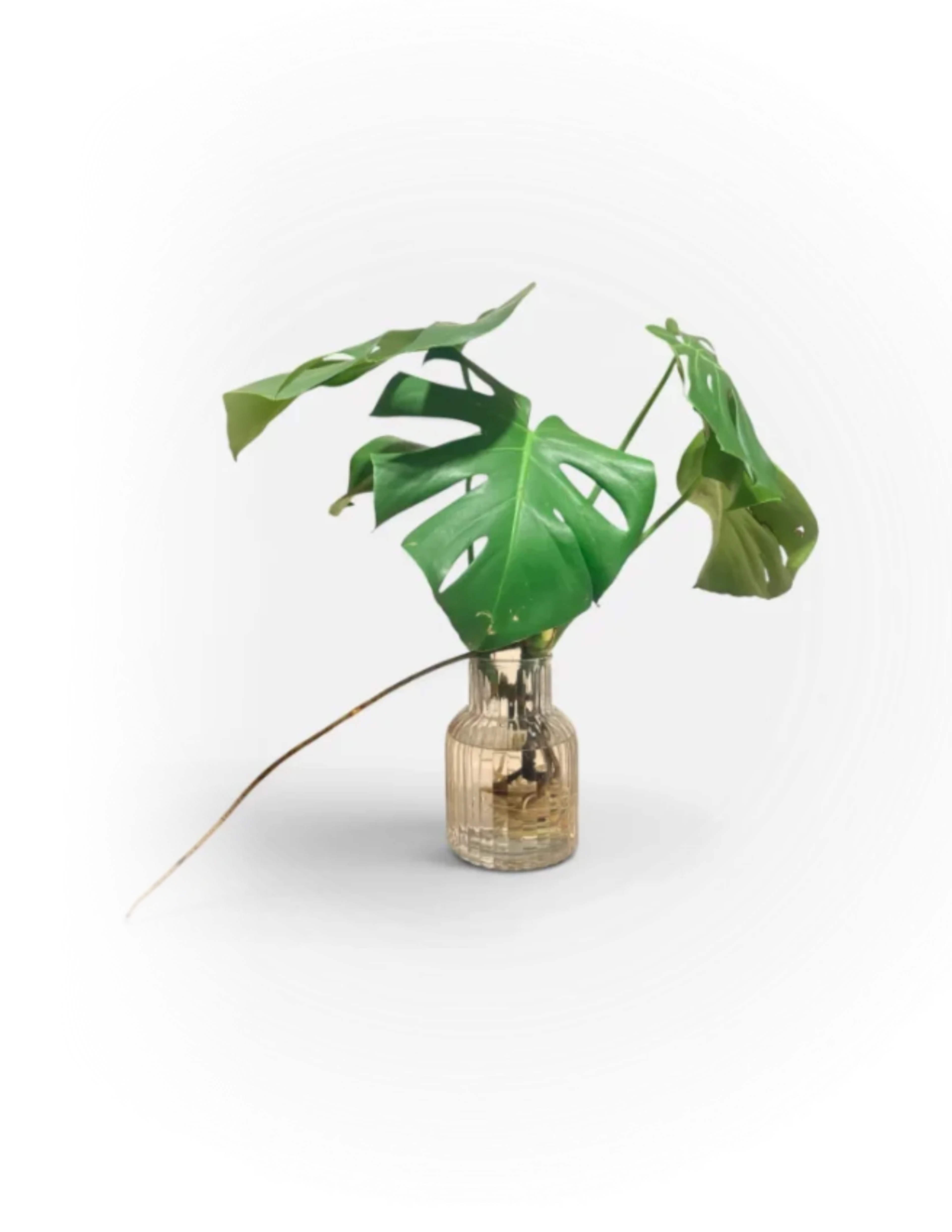 Hydroponic Monstera In Glass Jar