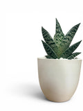 Aloe Vera Hybrid