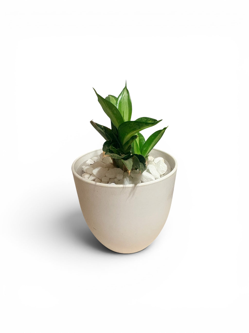 Small Snake Plant