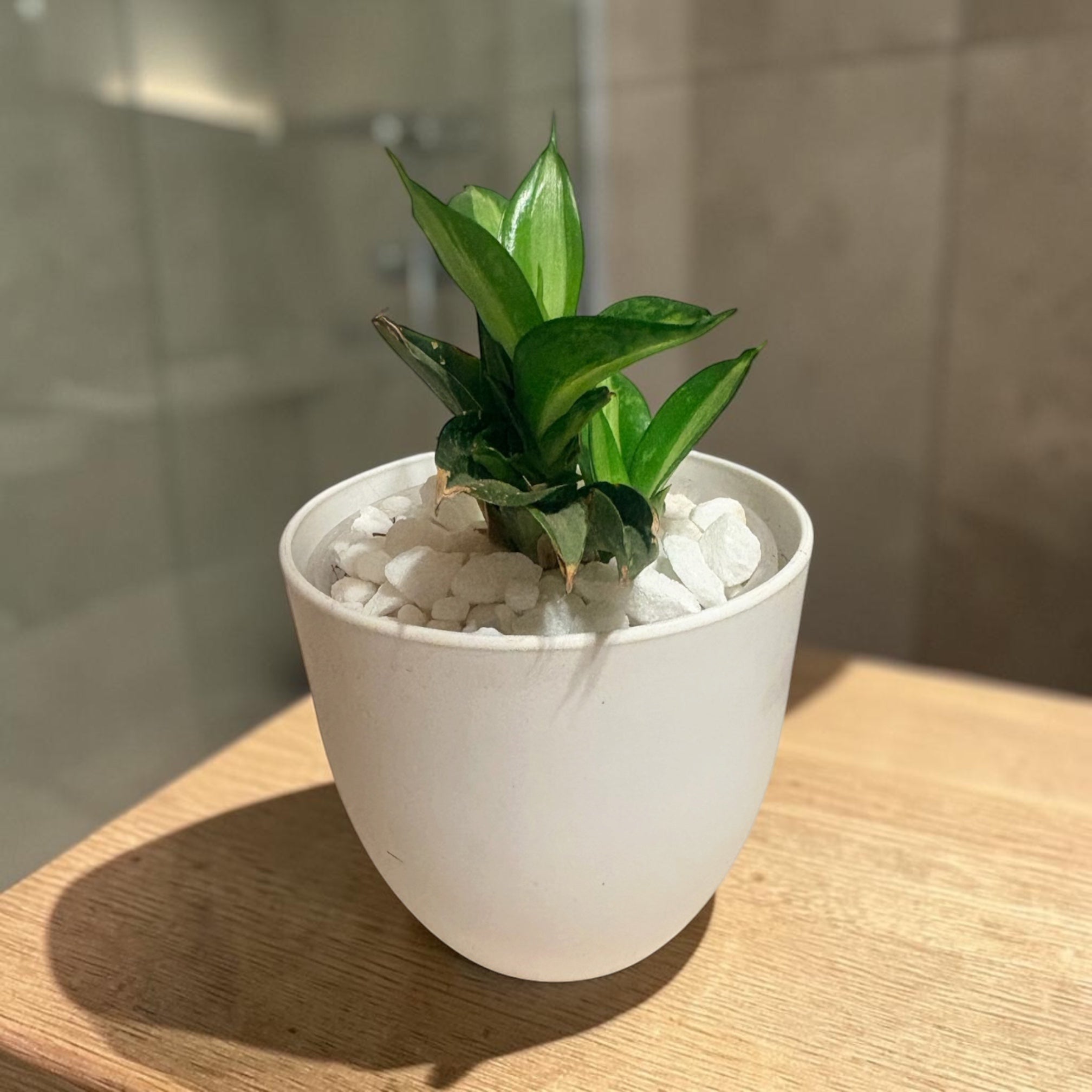 Small Snake Plant