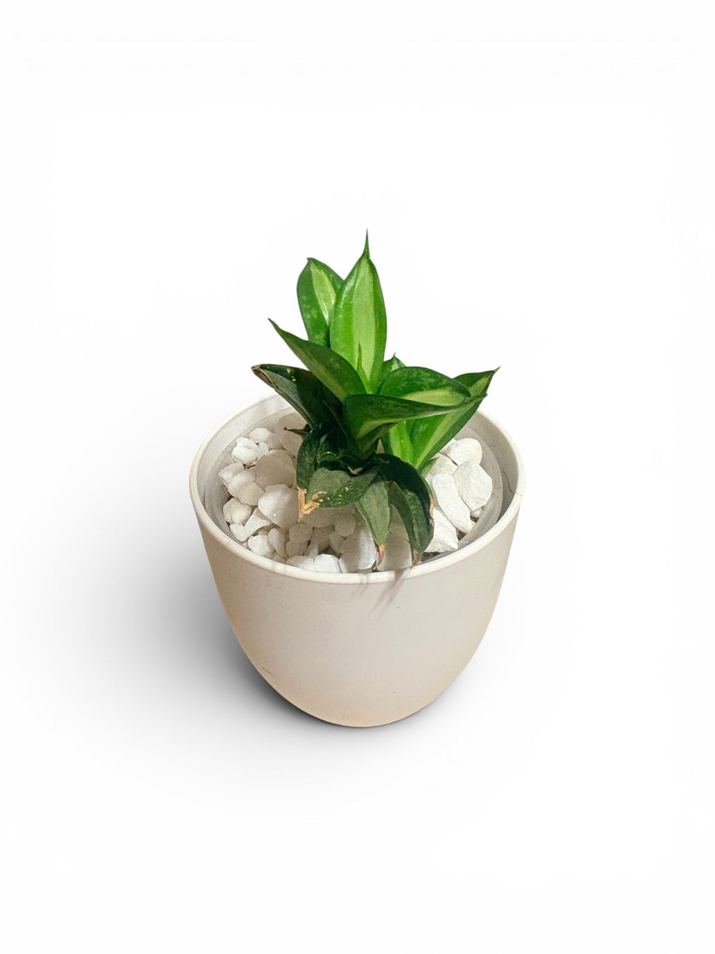 Small Snake Plant