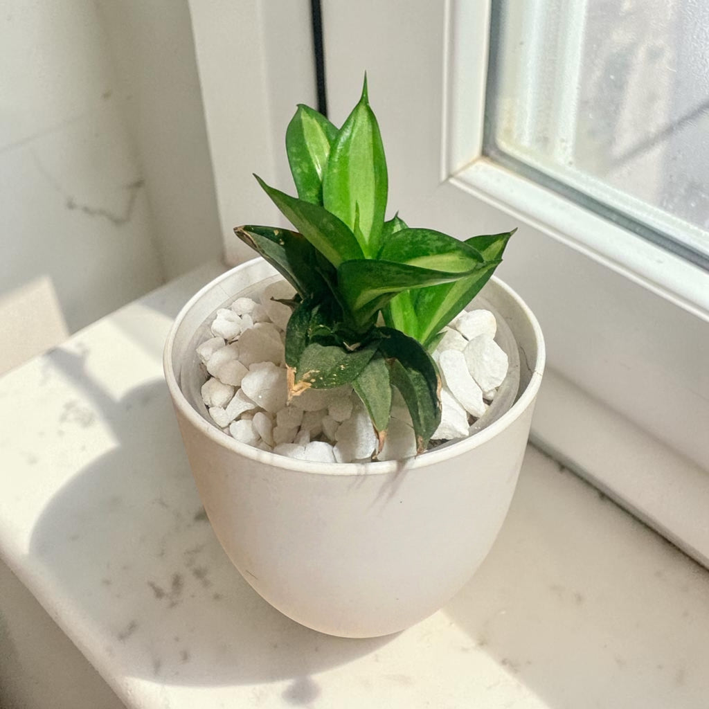 Small Snake Plant