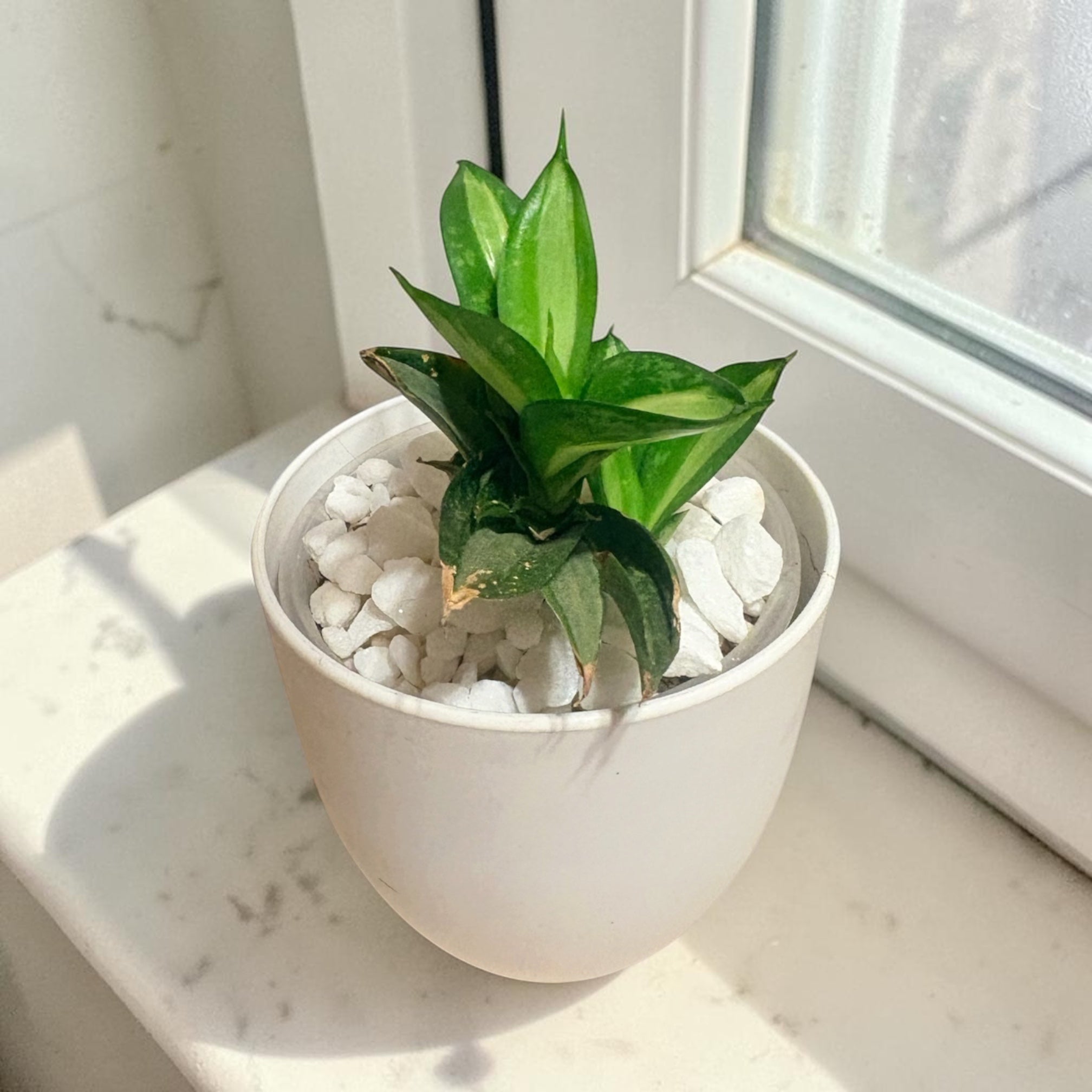 Small Snake Plant