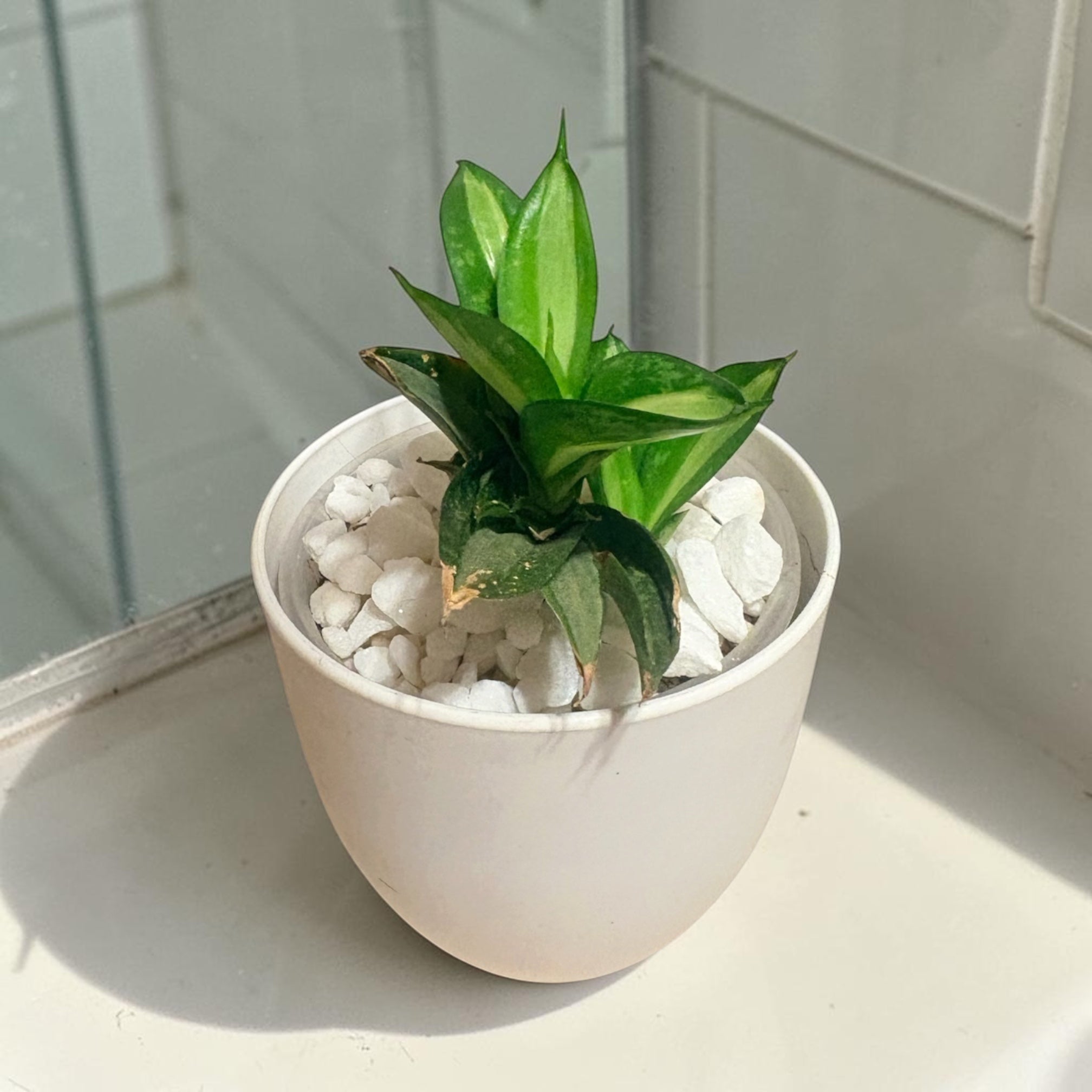 Small Snake Plant