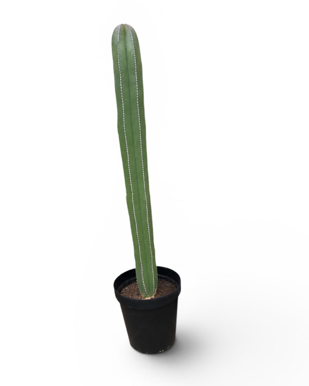 Tall Column Cactus (Approx. 1m)
