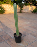 Tall Column Cactus (Approx. 1m)