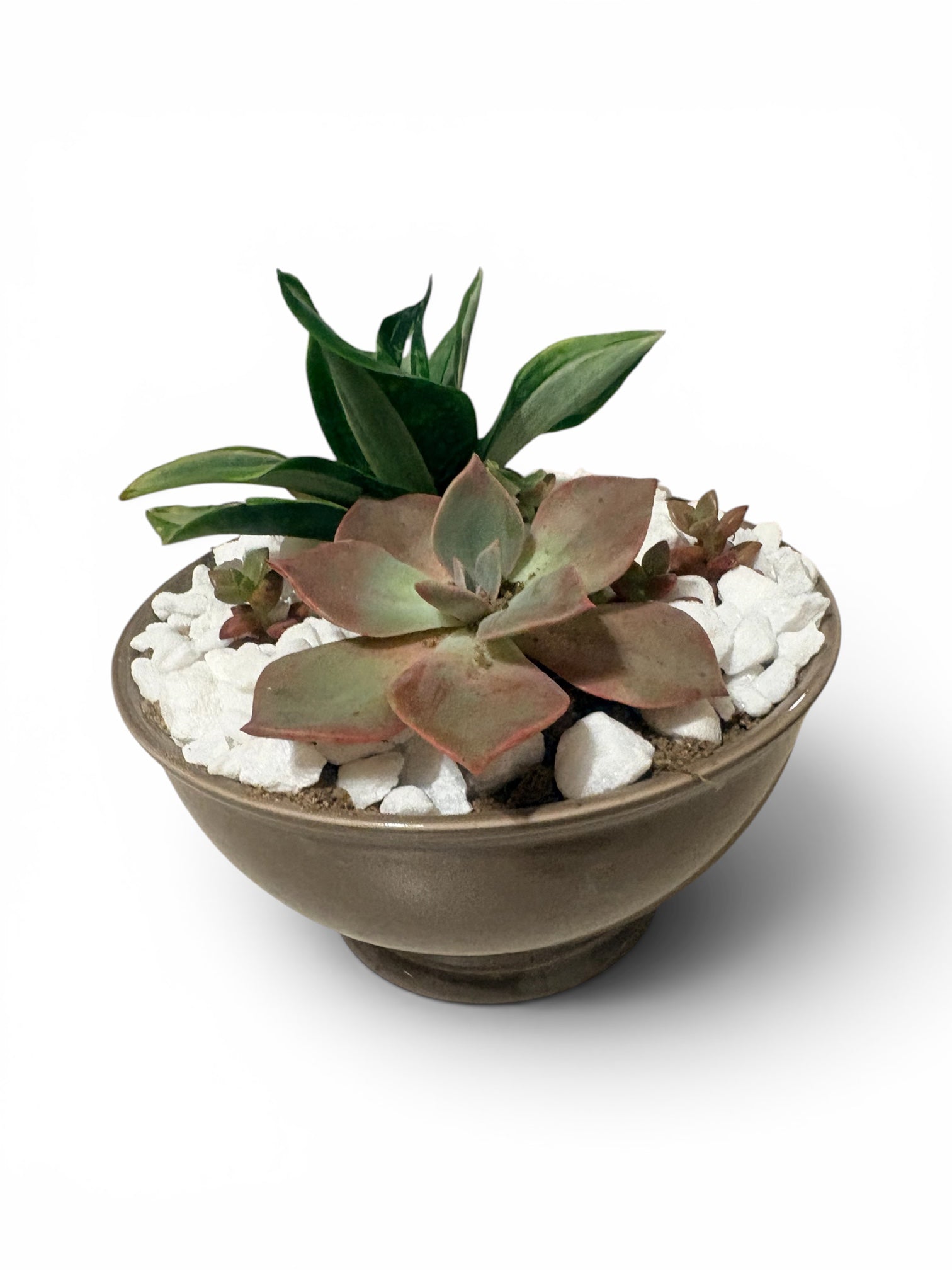 Succulent Bowl in Ceramic Planter