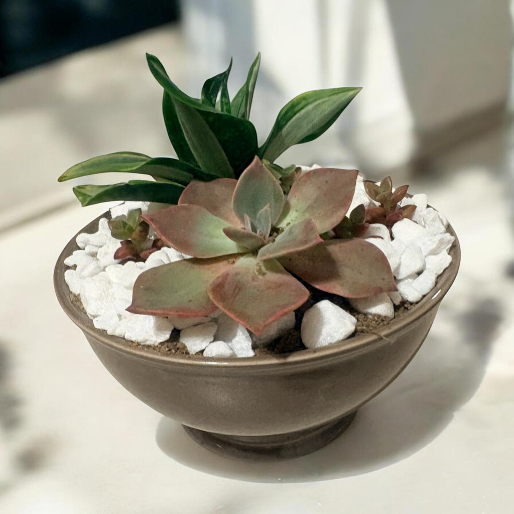 Succulent Bowl in Ceramic Planter