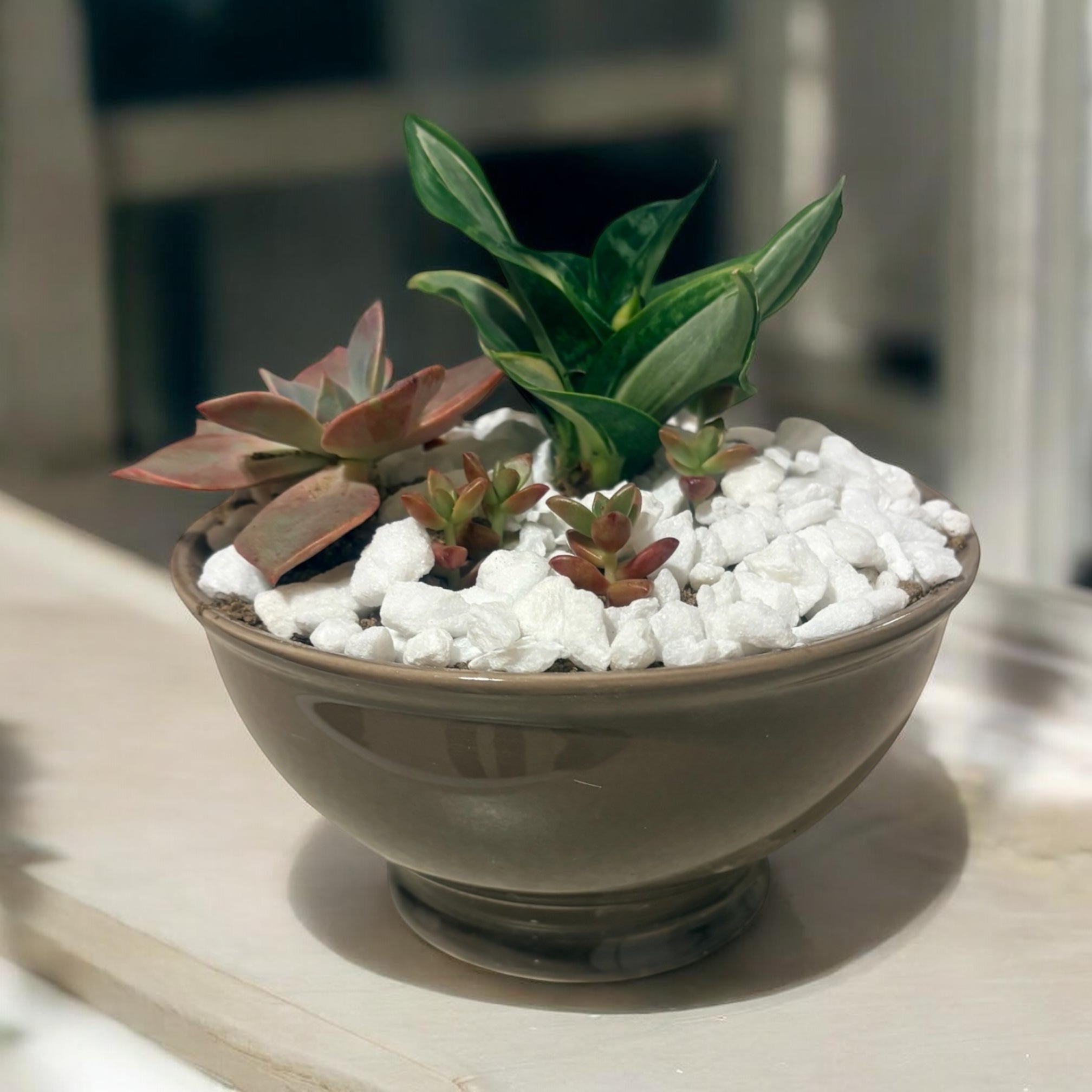 Succulent Bowl in Ceramic Planter