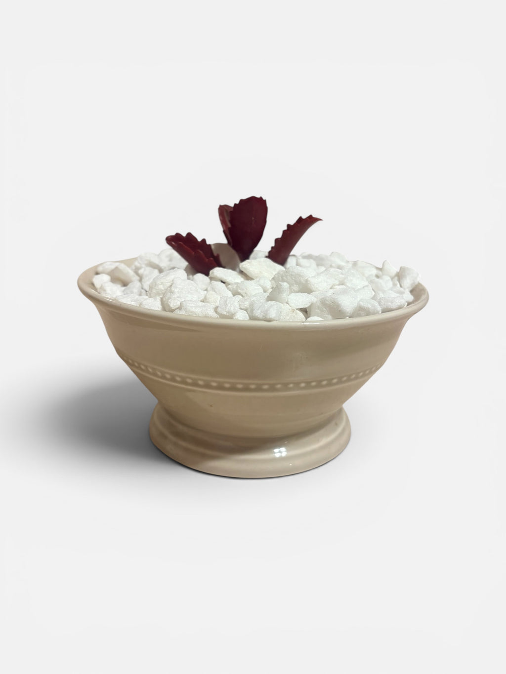 Succulent in Ceramic Bowl