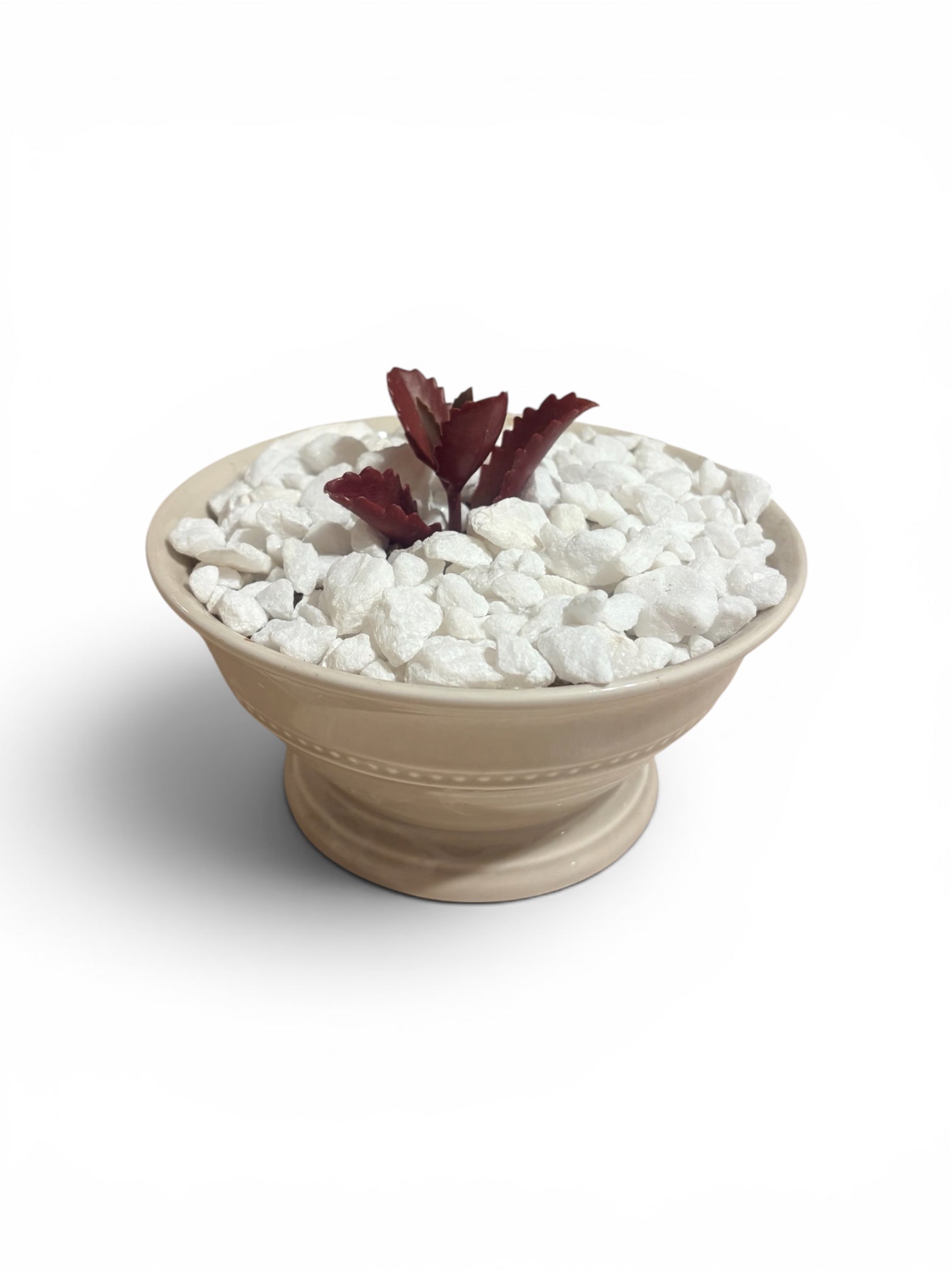 Succulent in Ceramic Bowl
