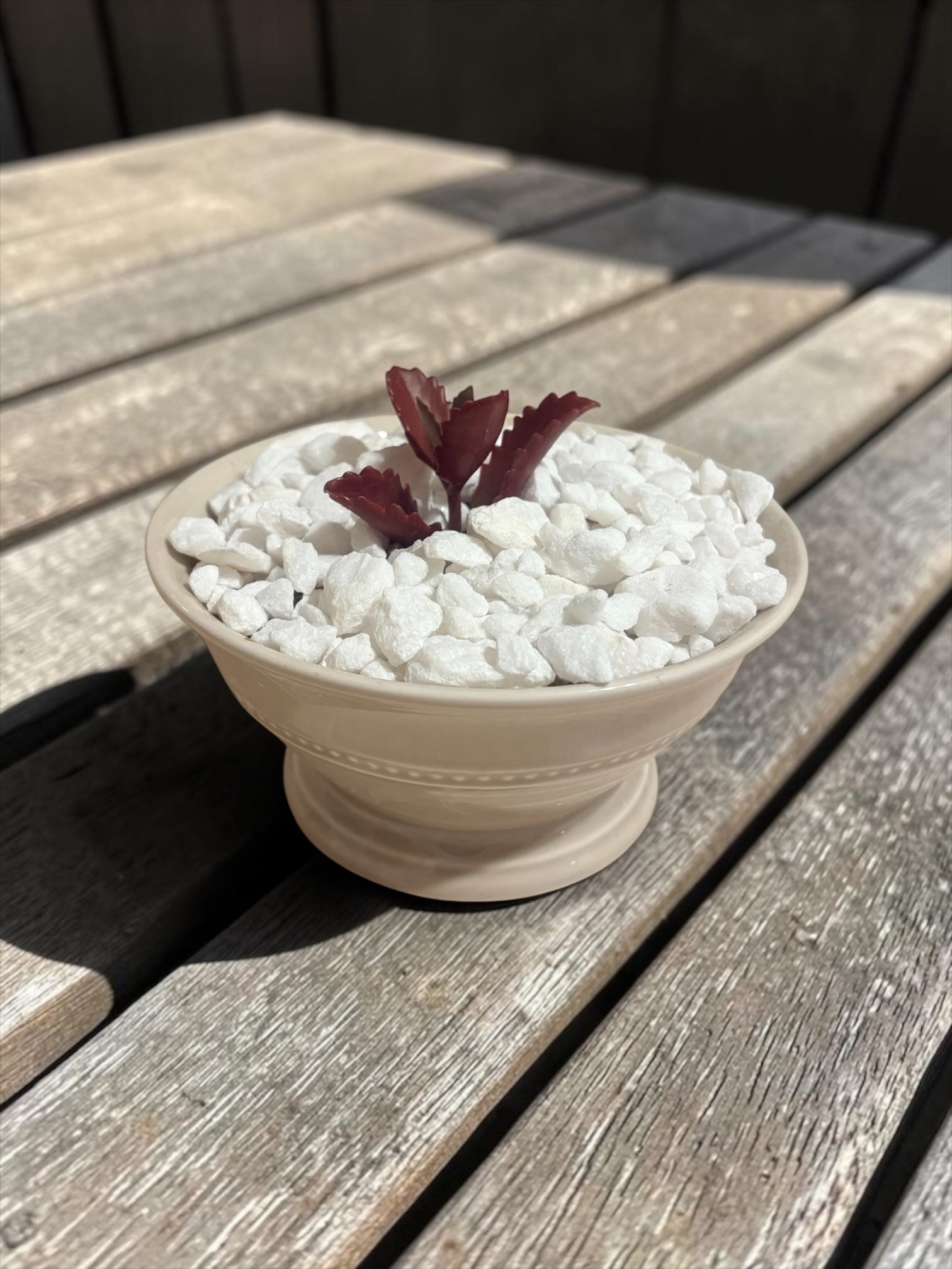 Succulent in Ceramic Bowl
