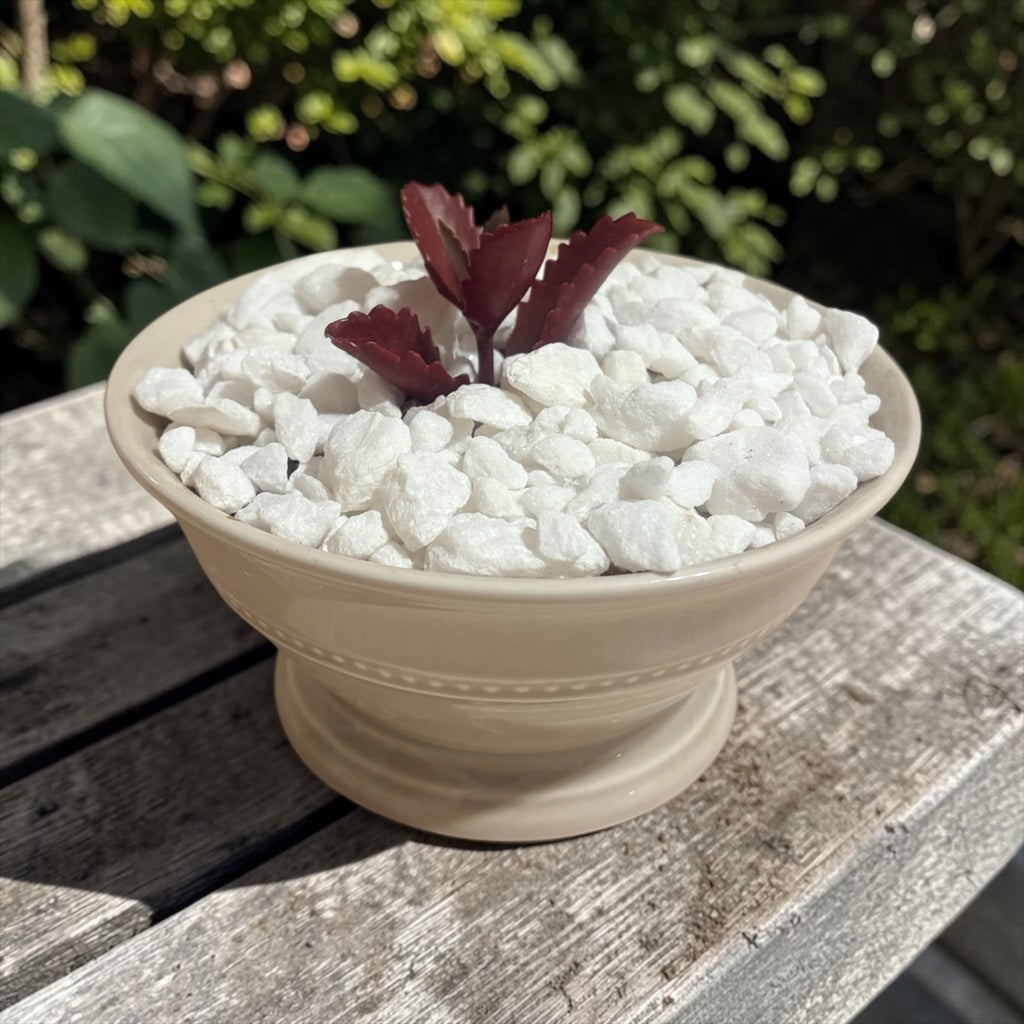 Succulent in Ceramic Bowl