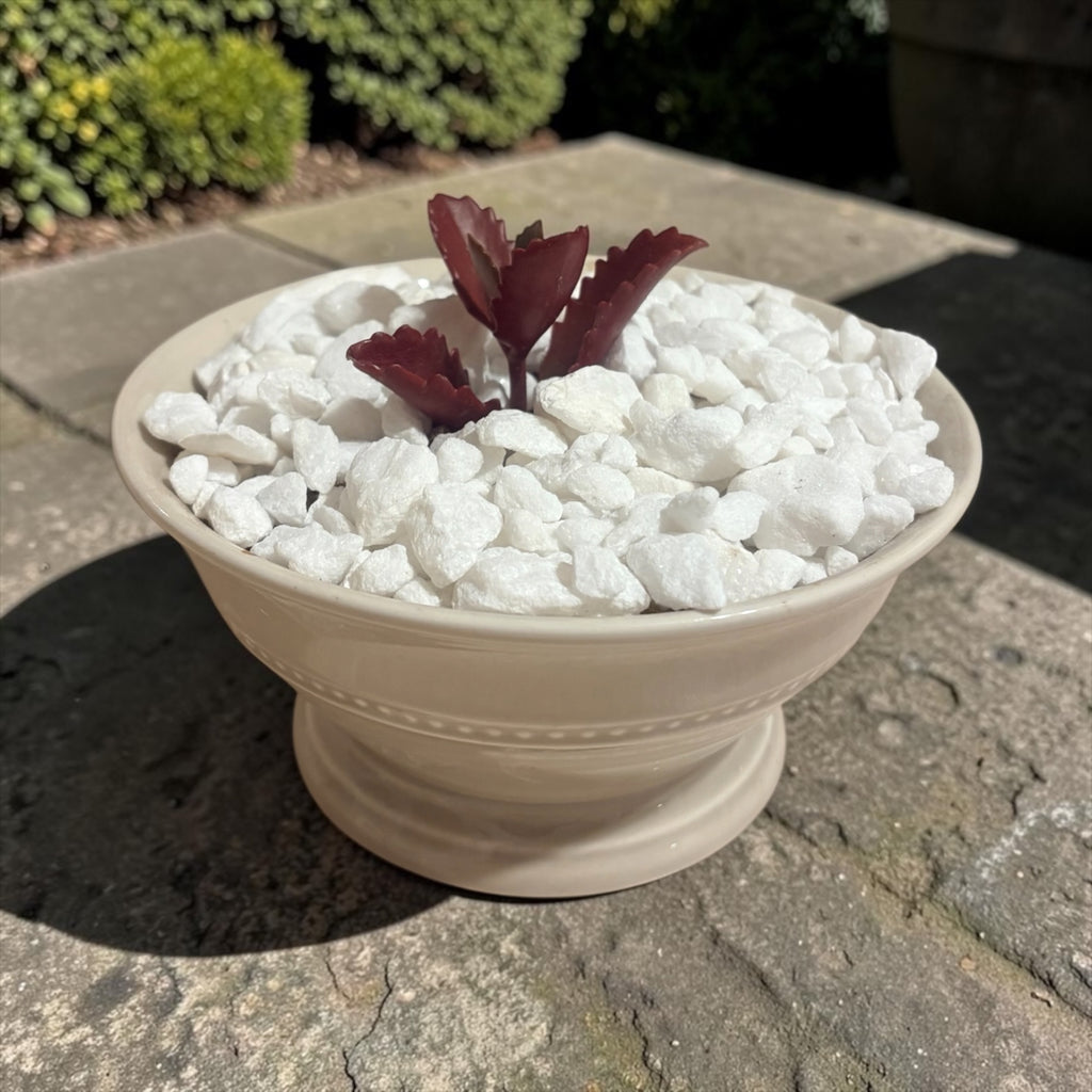 Succulent in Ceramic Bowl