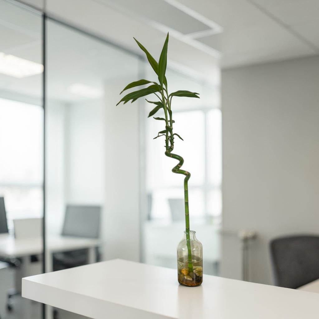 Lucky Bamboo