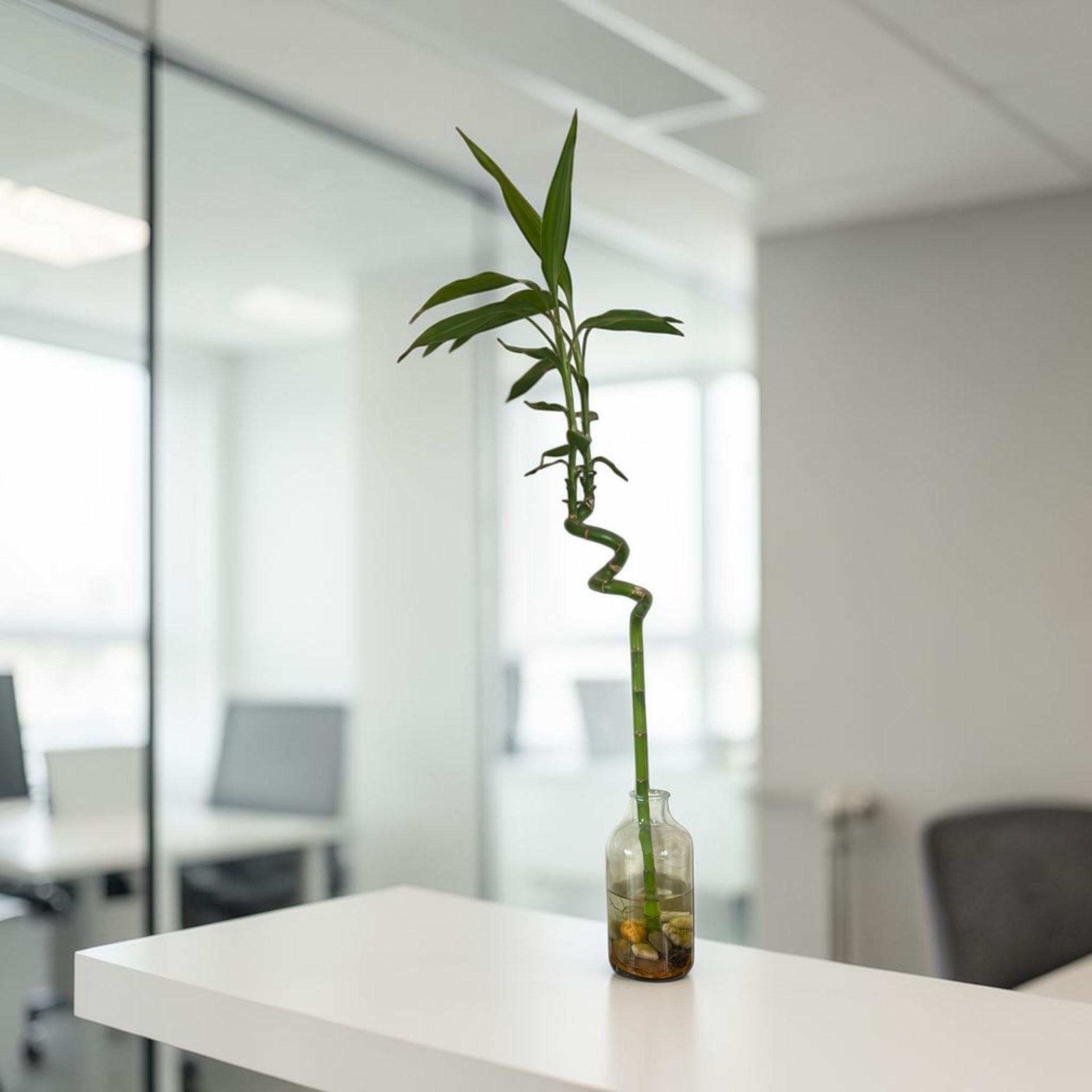 Lucky Bamboo