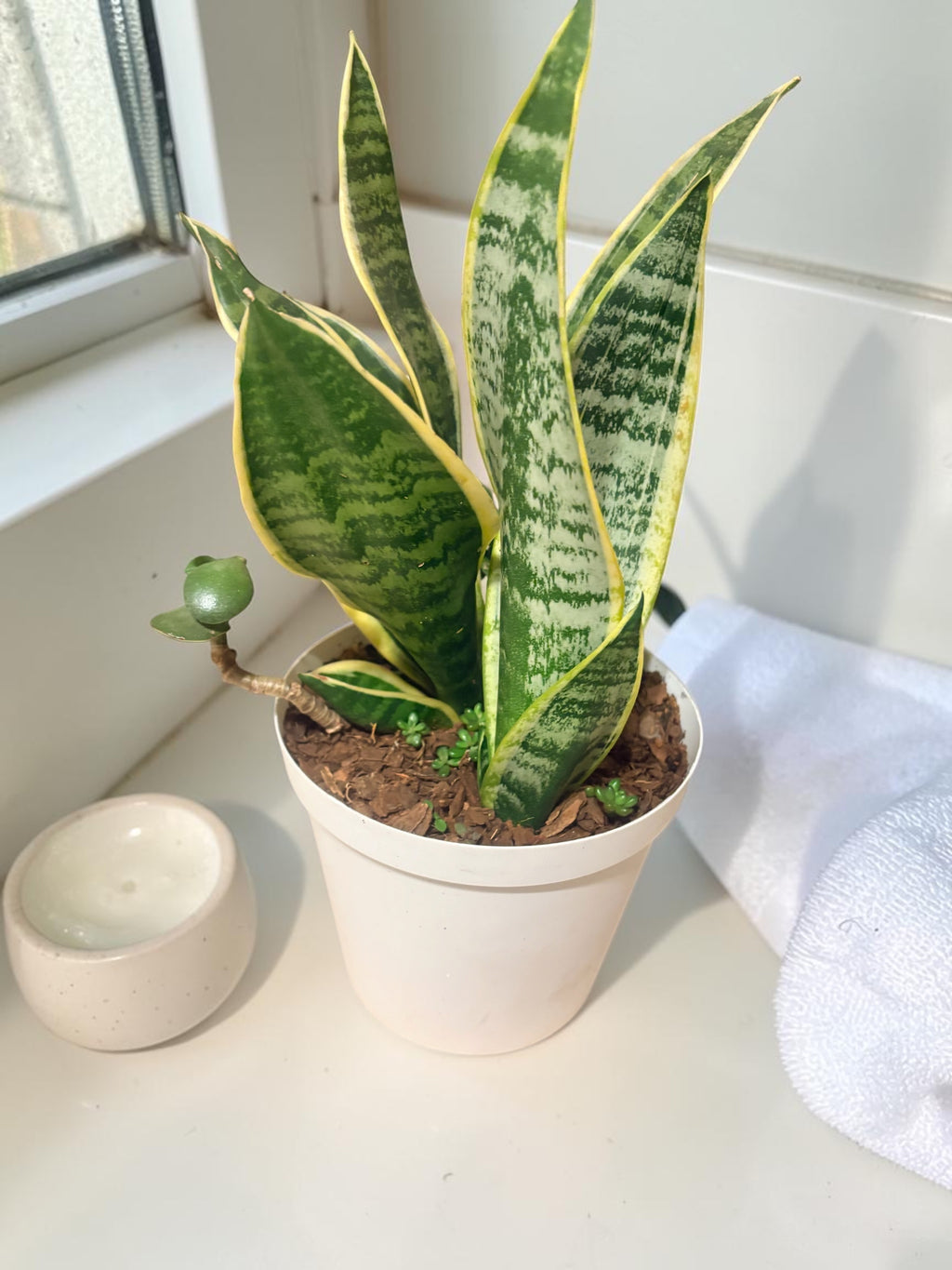 Snake Plant