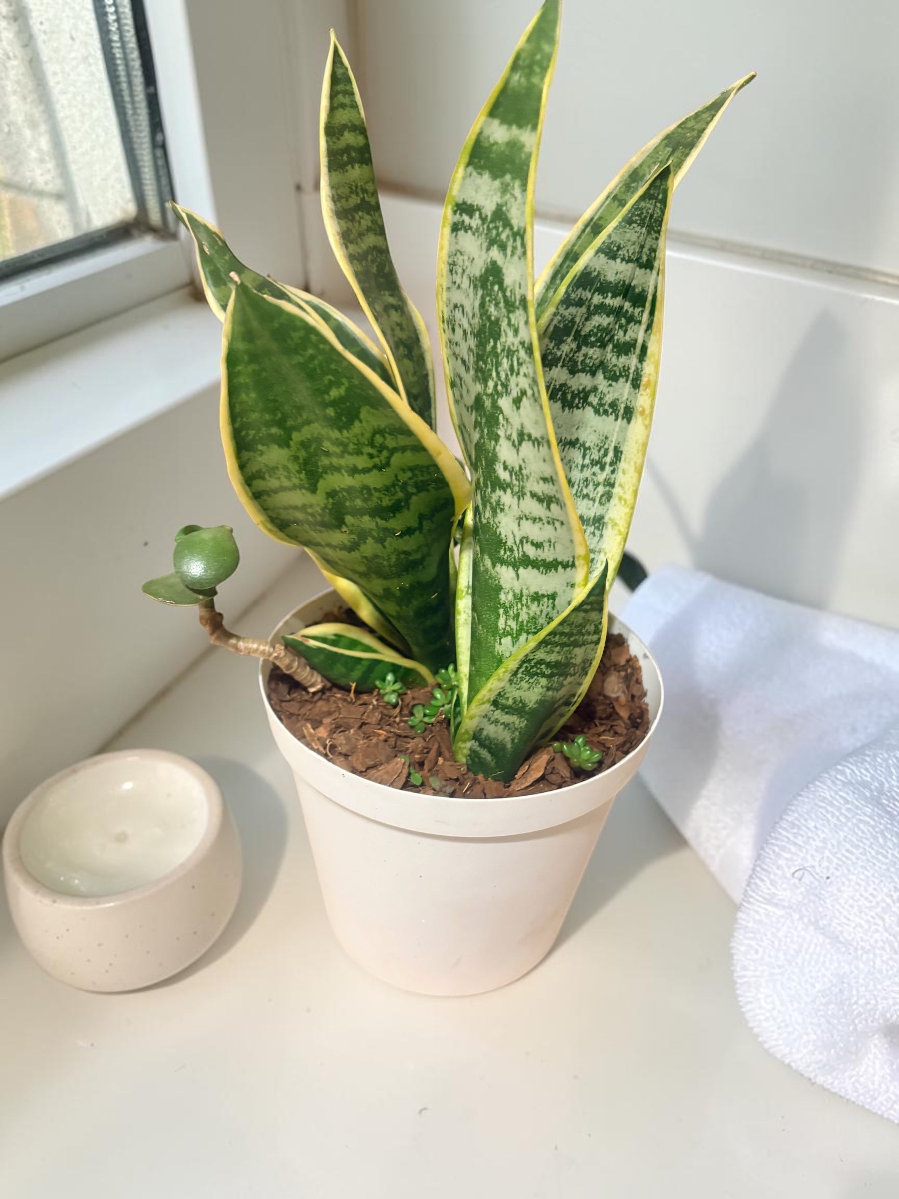 Snake Plant