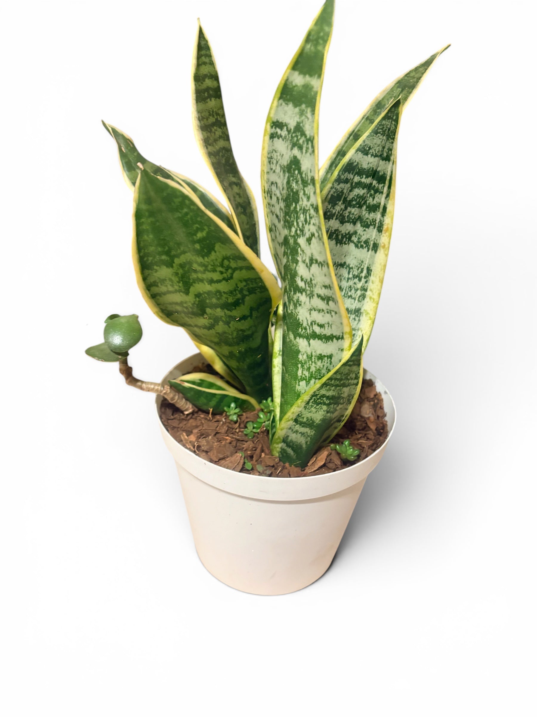 Snake Plant