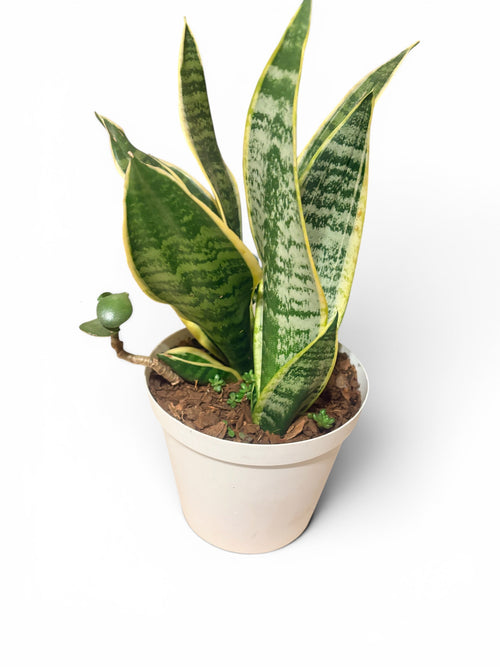 Snake Plant