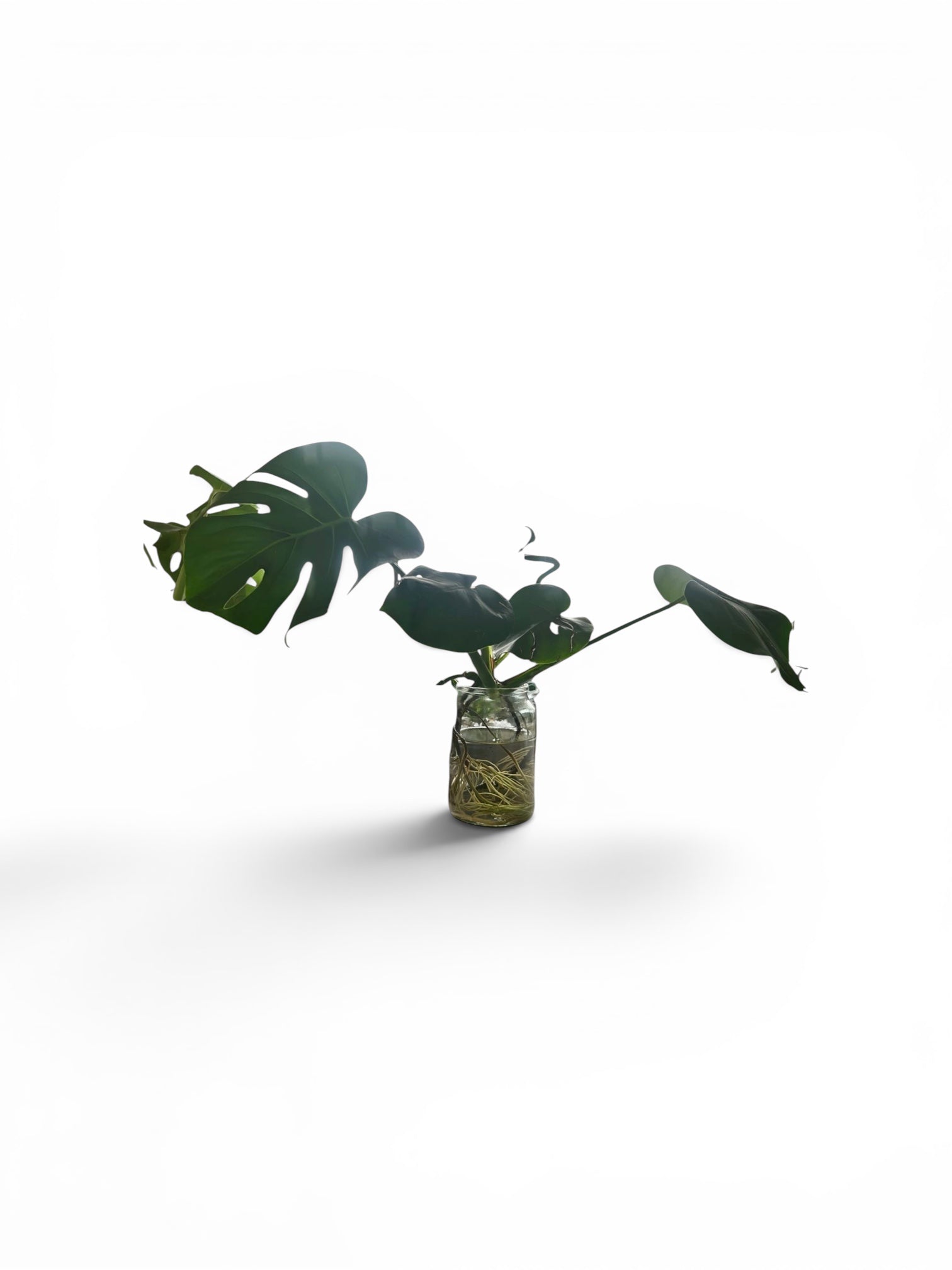 Hydroponic Monstera