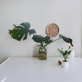 Hydroponic Monstera