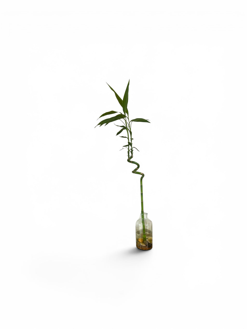 Lucky Bamboo