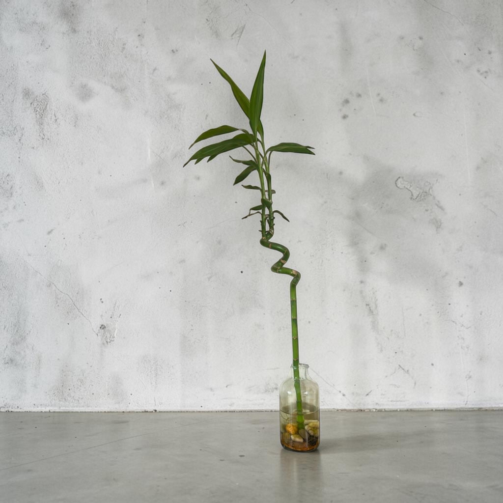 Lucky Bamboo
