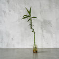 Lucky Bamboo