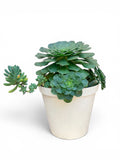 Succulent Oasis Arrangement