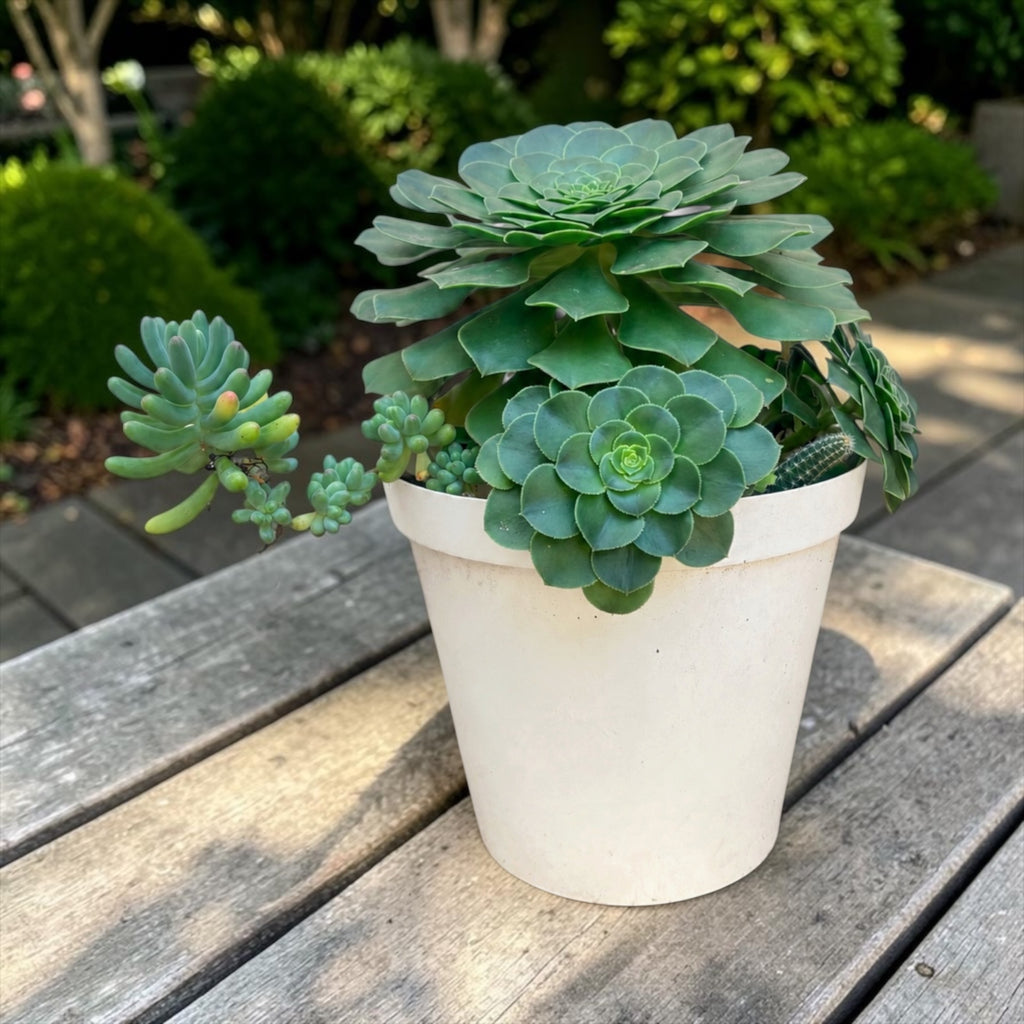 Succulent Oasis Arrangement
