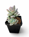 Pastel Succulent Duo | Low-Maintenance Indoor Succulent
