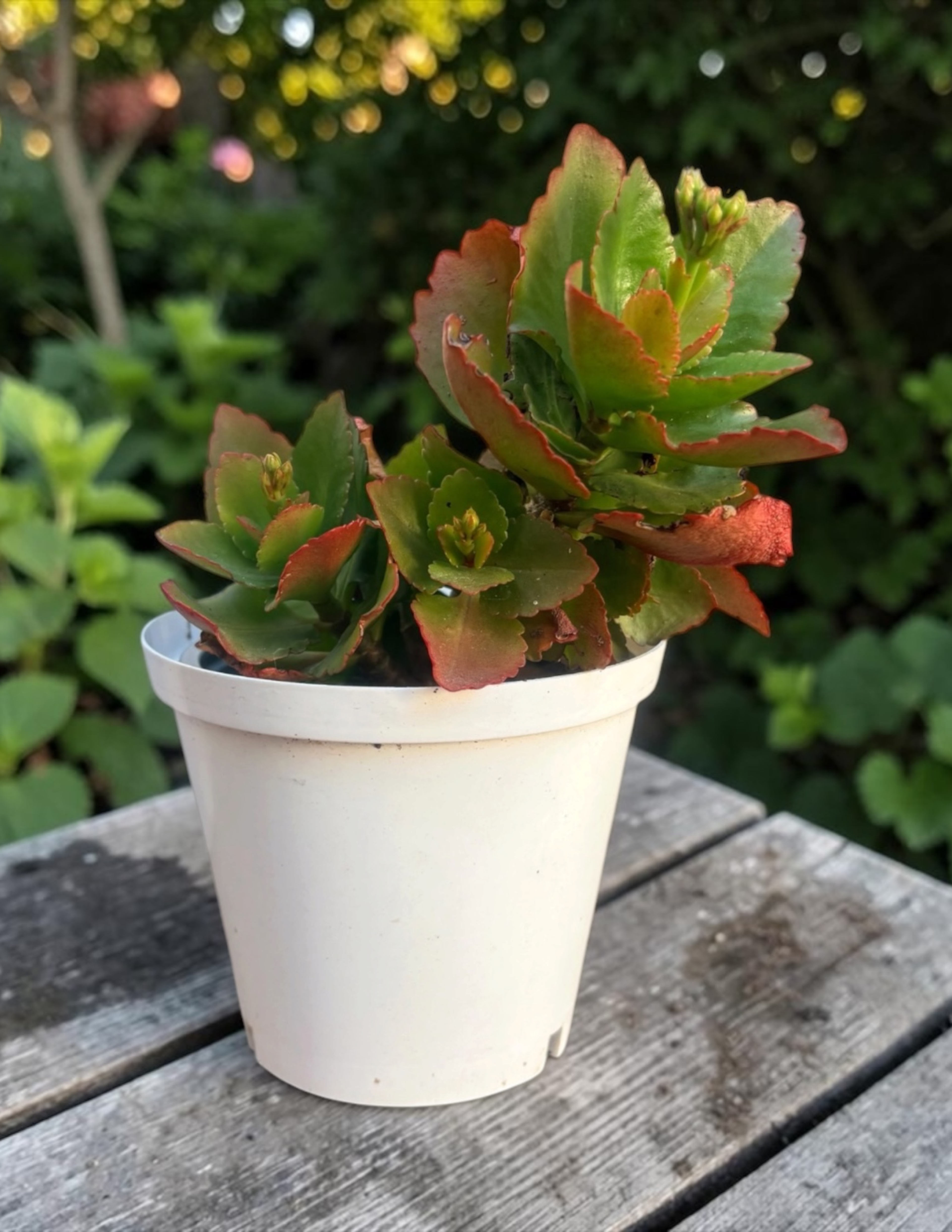 Kalanchoe Succulent | Low-Maintenance Indoor Plant