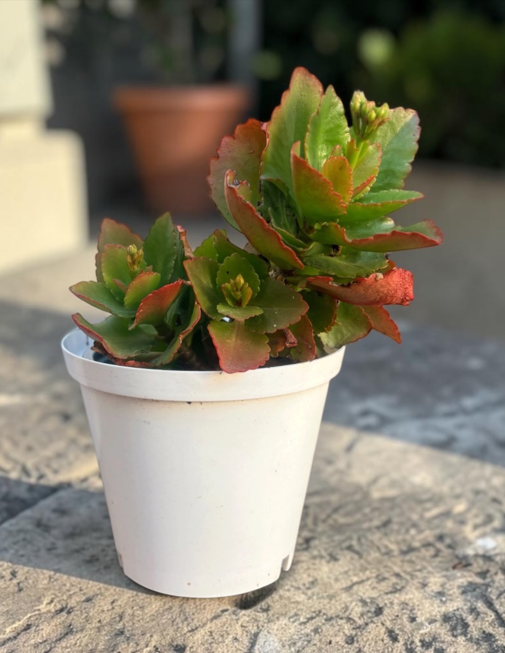 Kalanchoe Succulent | Low-Maintenance Indoor Plant