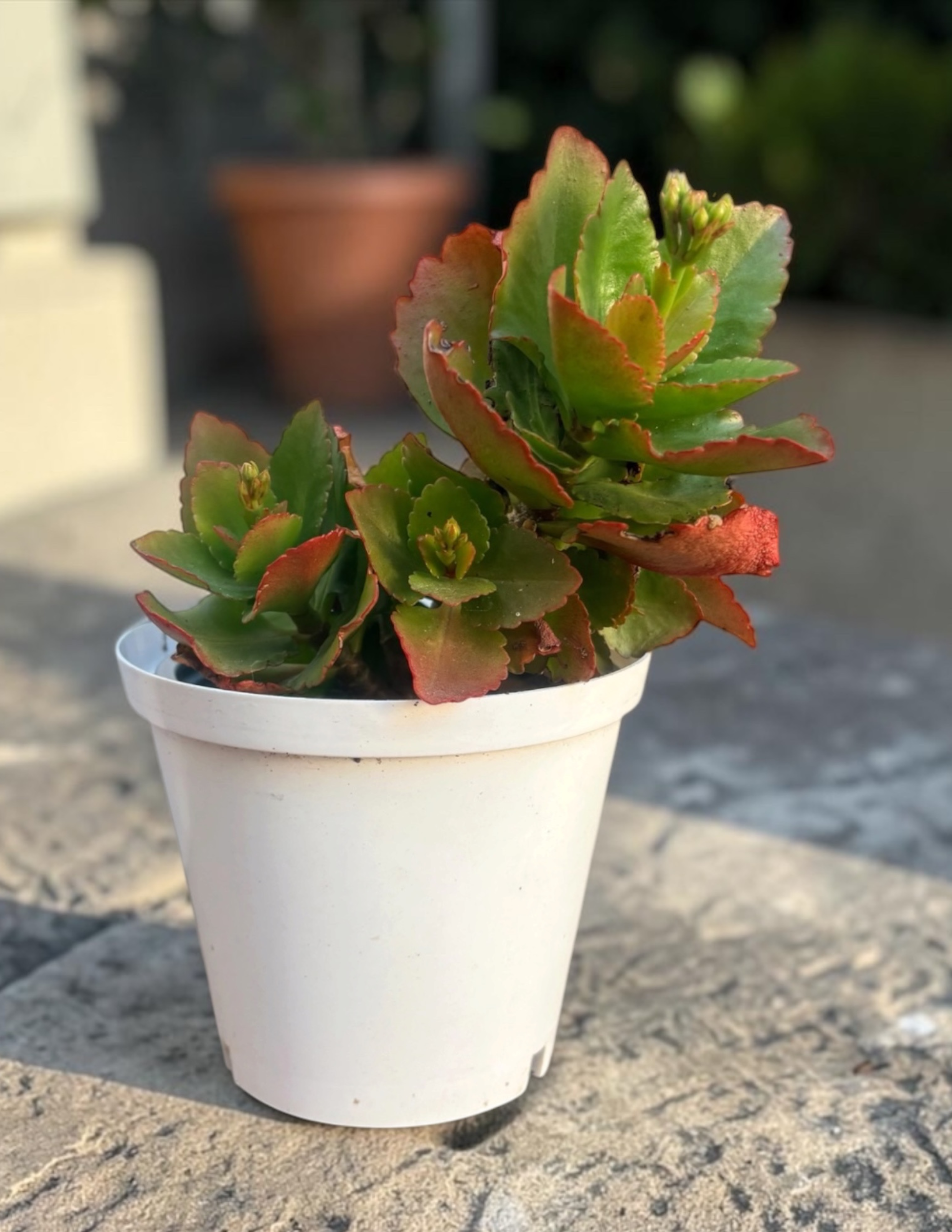 Kalanchoe Succulent | Low-Maintenance Indoor Plant