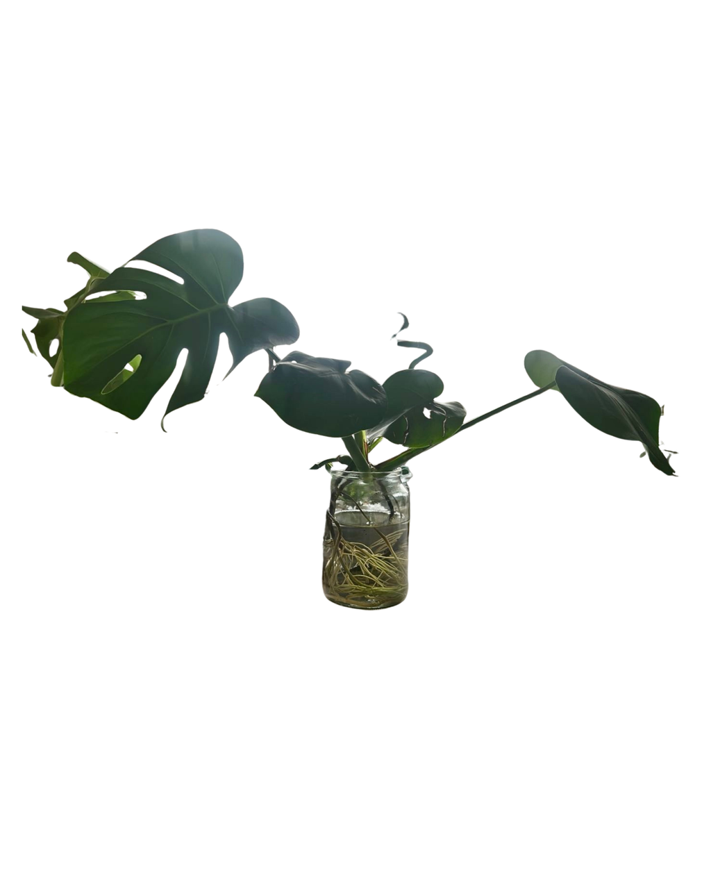 Hydroponic Monstera