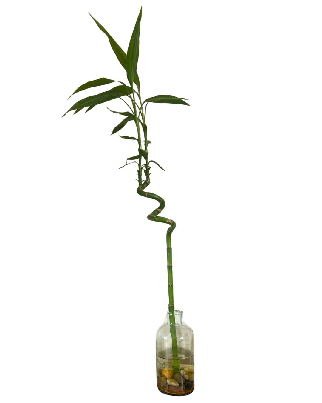 Lucky Bamboo